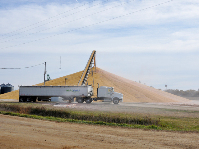 This growing corn pile is located west of MaxYield Co-op, Everly, Iowa. (Photo courtesy of Chad Meyer, MaxYield Cooperative)